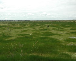 write a hypothesis for each environment grassland